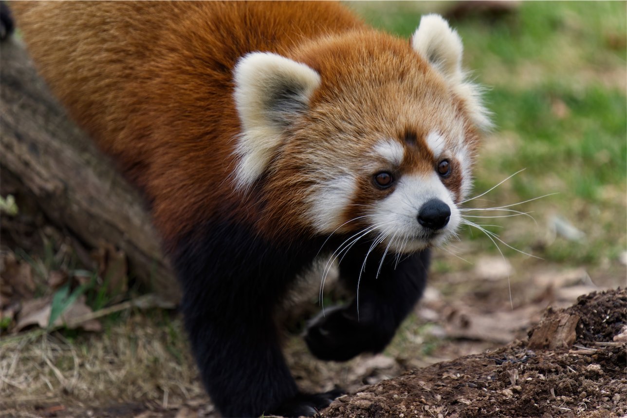 Red Panda 2 0219